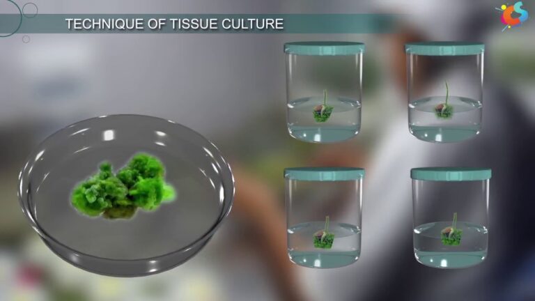 tissue culture