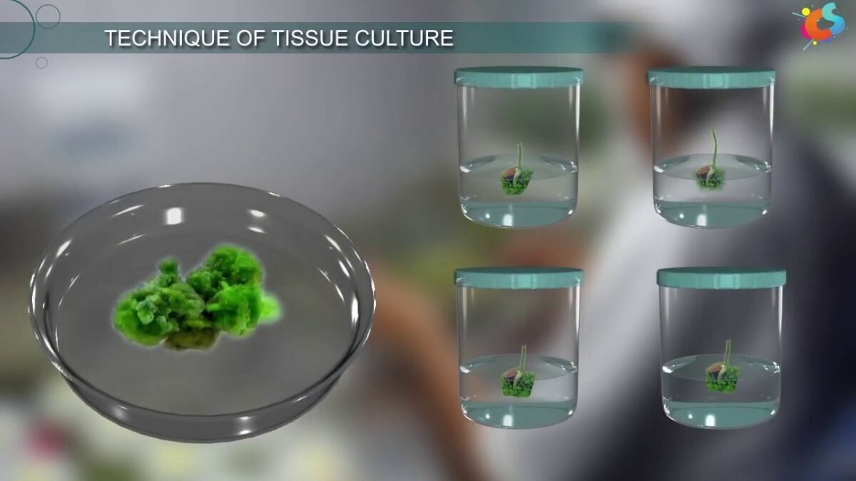 Get To Know Tissue Culture Techniques Sinaumedia