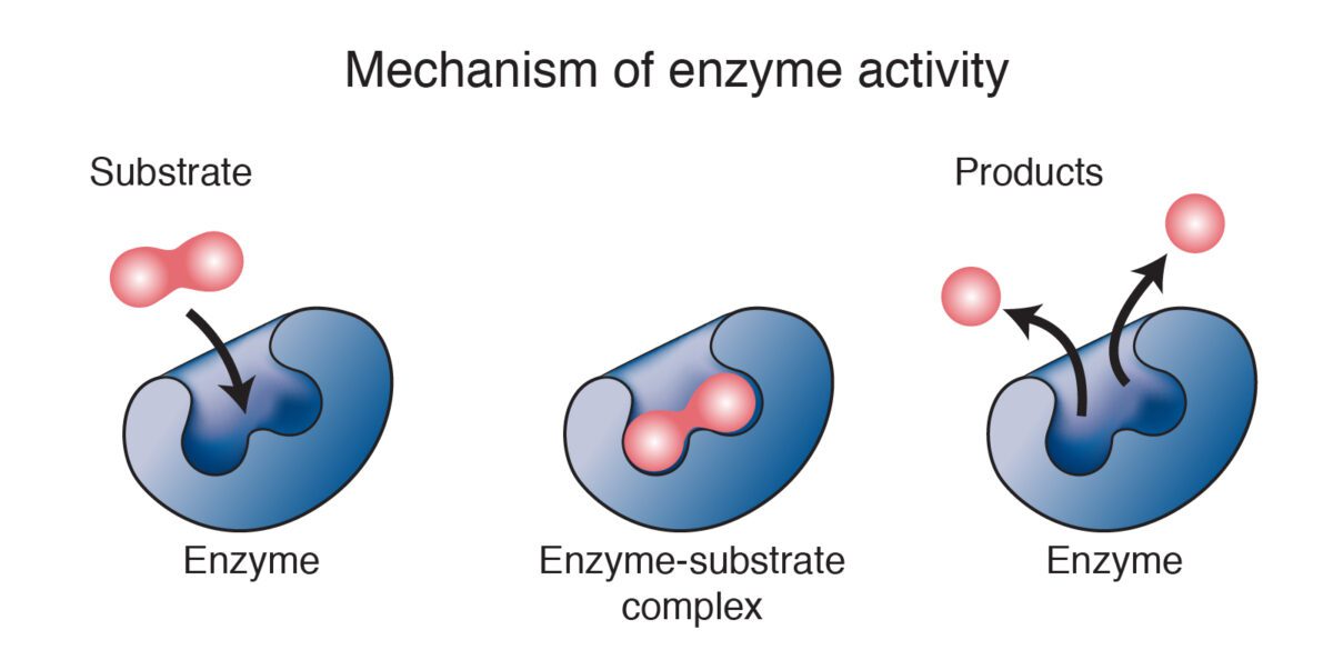 enzyme Biologie – Wie Enzyme funktionieren