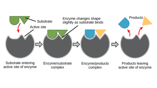 how enzyme work