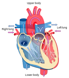 Cardiology