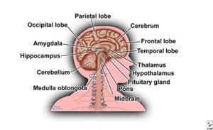 Central Nervous System Structure