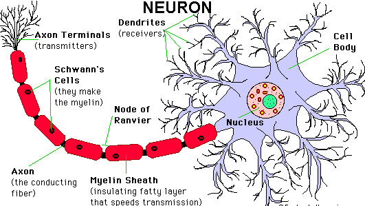 Definition of Neuron Cells