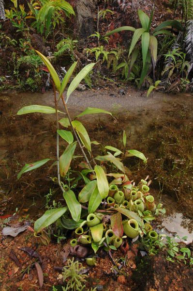 Nepenthes ampullaria climbing stem