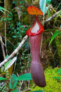 Tropical pitcher plant - Nepenthes