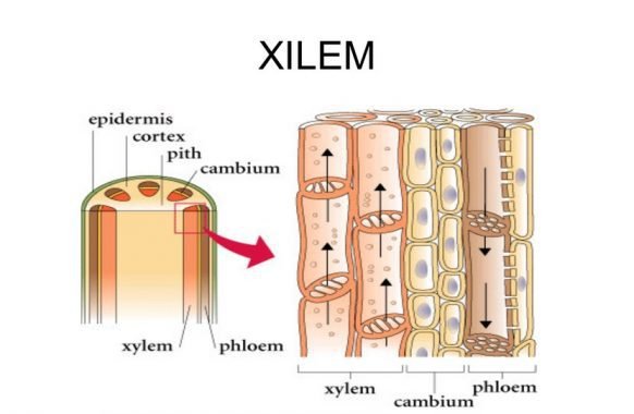 xylem-definition-location-function-facts-sinaumedia