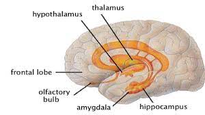 c. Thalamus and Hypothalamus