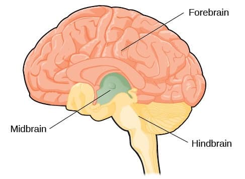 d. Mesencephalon (Middle Brain)