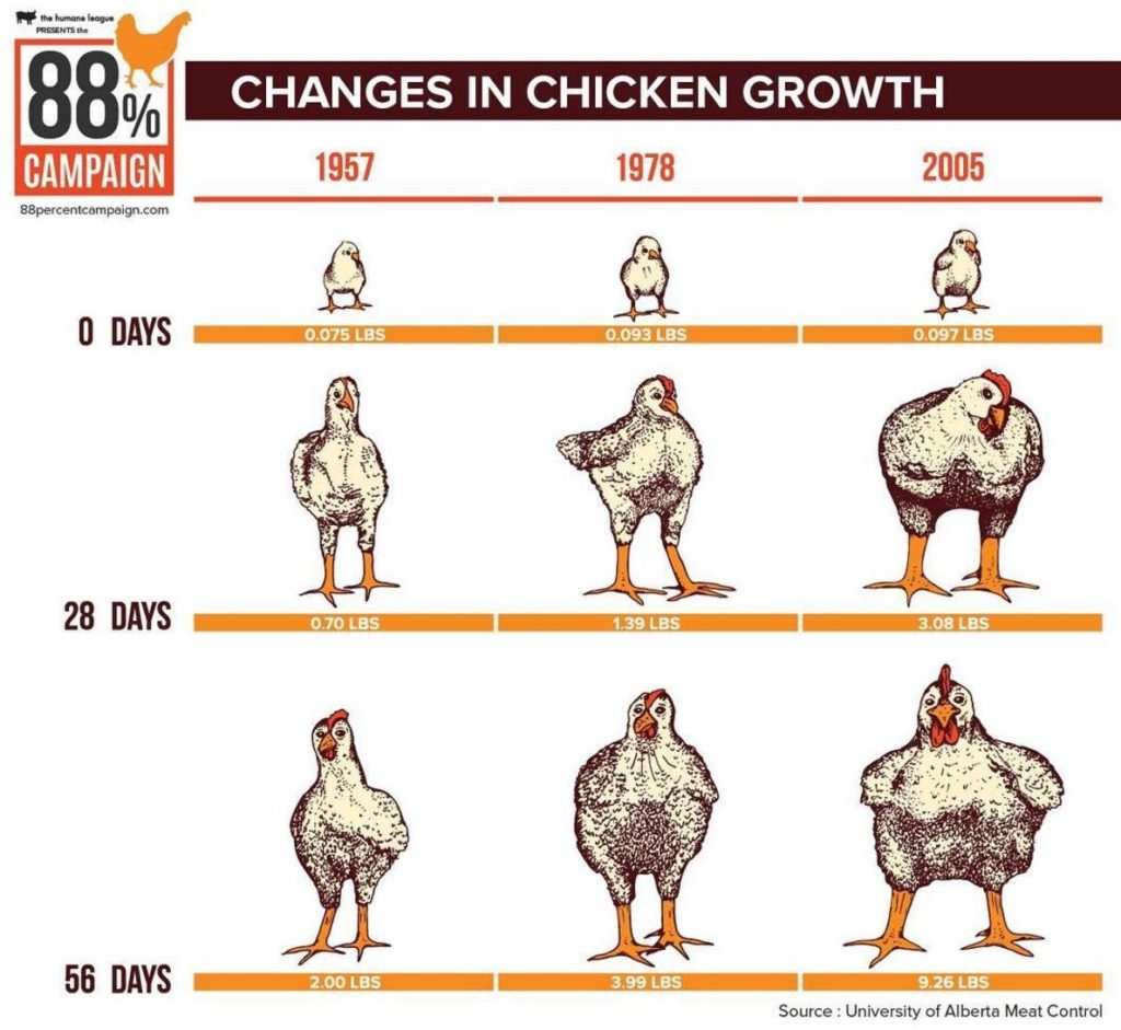 development of broiler chickens from year to year