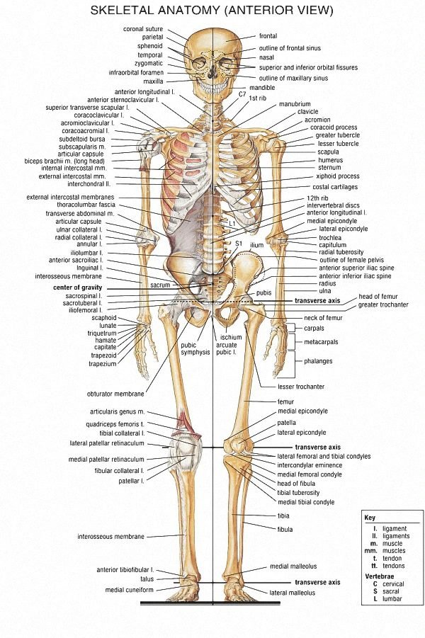 human anatomy