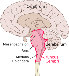 medula oblongata