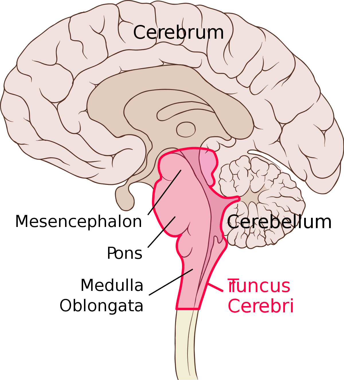 central-nervous-system-definition-structure-function-pictures