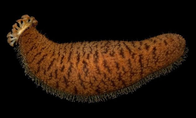 A sea cucumber (Actinopyga echinites), displaying its feeding tentacles and tube feet