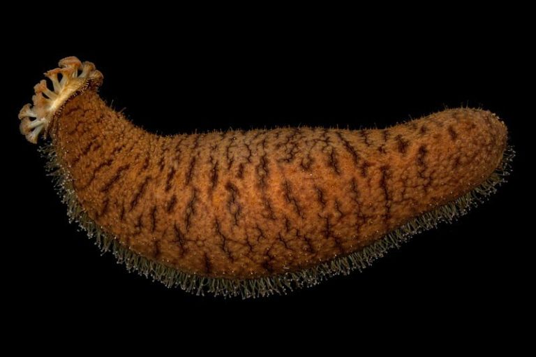 A sea cucumber (Actinopyga echinites), displaying its feeding tentacles and tube feet