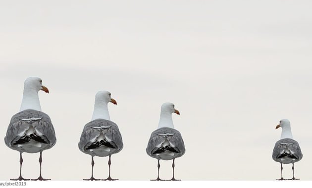 Concepts of Utilitarianism, Liberalism, Libertarianism, and Socialism in Economic Policy Determination