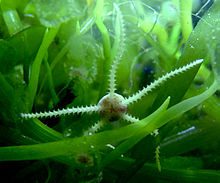 Micro brittle starfish and Caulerpa racemosa
