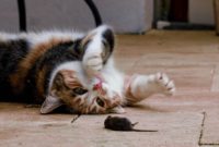 Why Do Cats Enjoy Playing With Their Prey