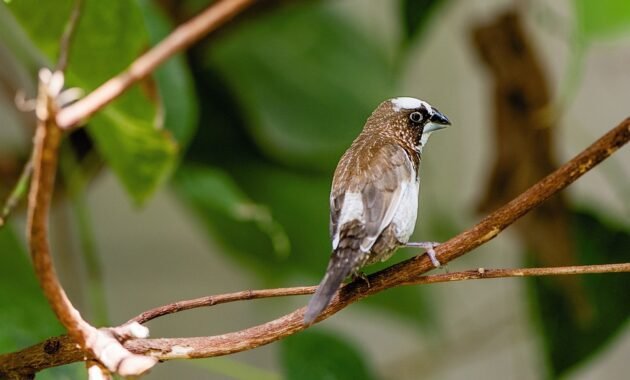 Cultural anthropology