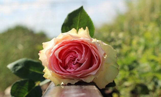 Environmental sociology