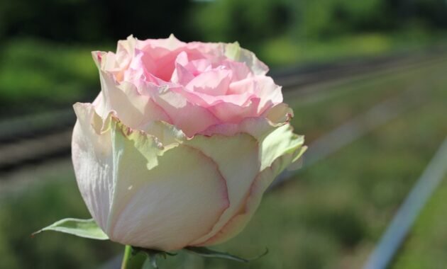 Social responsibility