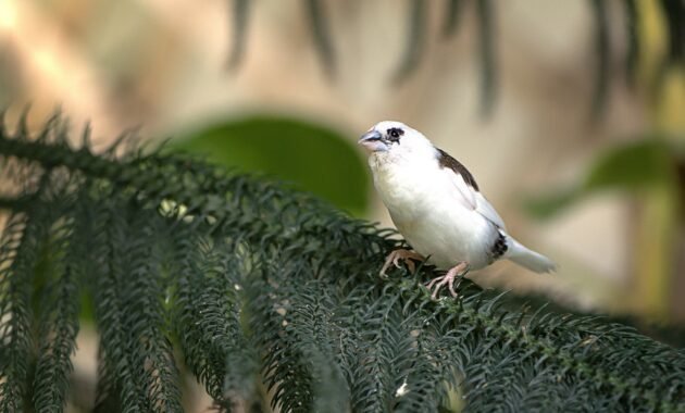 Environmental sociology