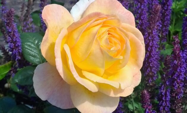 Cultural anthropology