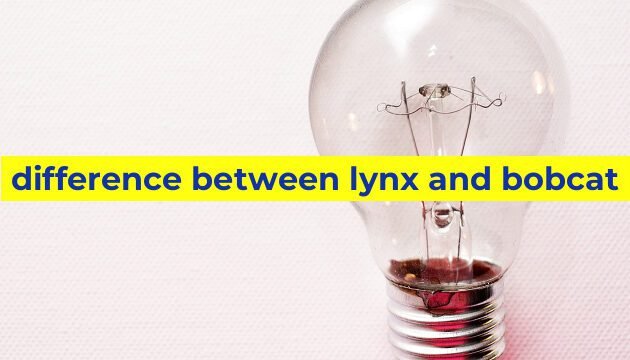 difference between lynx and bobcat