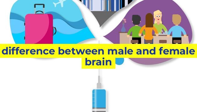 difference between male and female brain