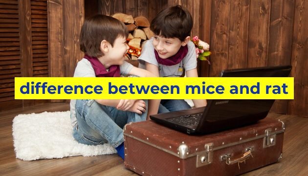 difference between mice and rat