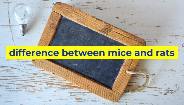 difference between mice and rats