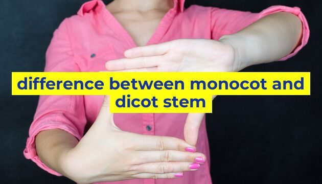 difference between monocot and dicot stem