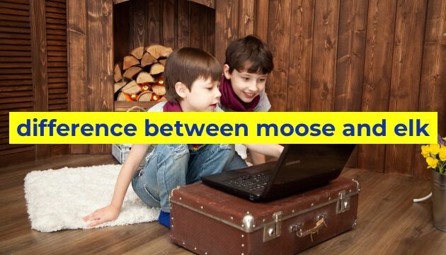 difference between moose and elk