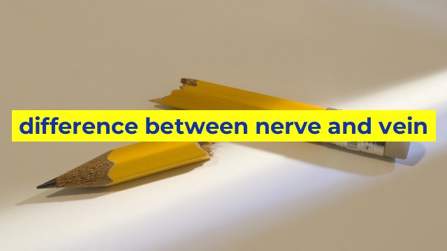 difference between nerve and vein
