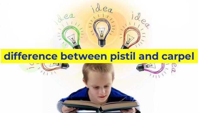 difference between pistil and carpel