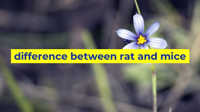 difference between rat and mice
