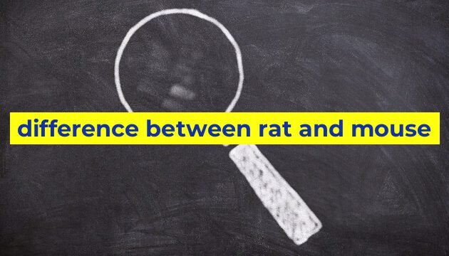 difference between rat and mouse