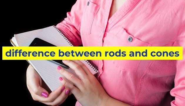difference between rods and cones