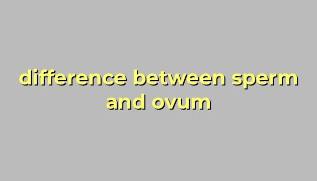 difference between sperm and ovum