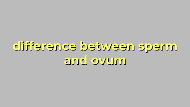difference between sperm and ovum