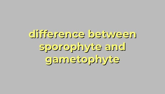 difference between sporophyte and gametophyte