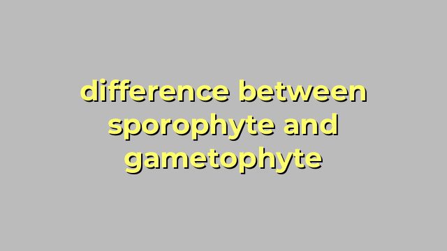 difference between sporophyte and gametophyte