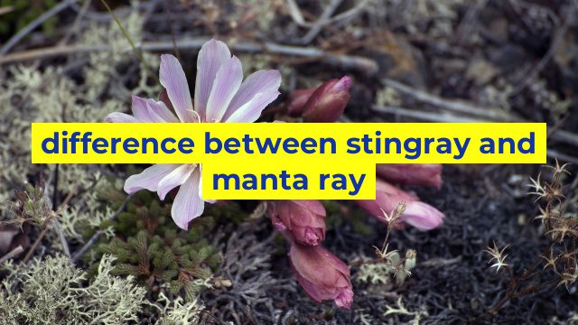 difference between stingray and manta ray
