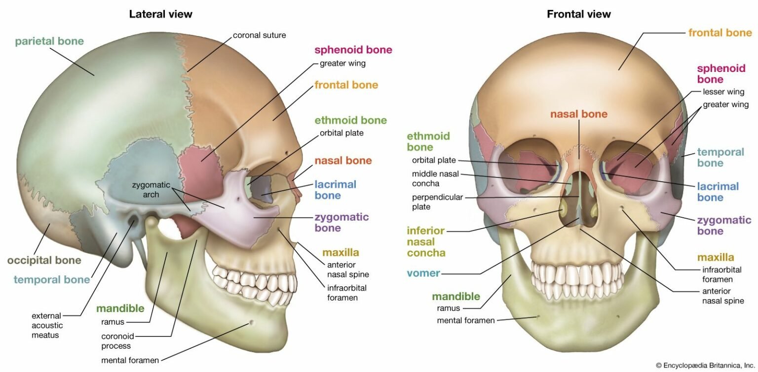 know-the-functions-of-the-skull-bones-and-their-structural-parts