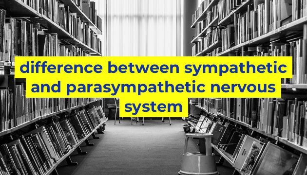 difference between sympathetic and parasympathetic nervous system