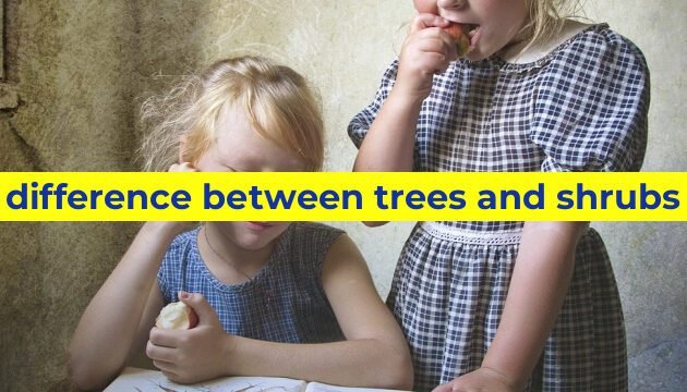 difference between trees and shrubs