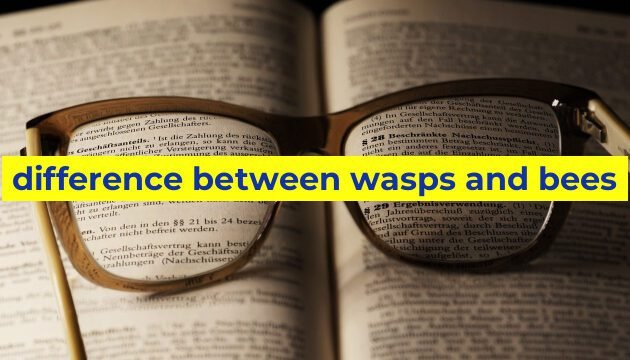 difference between wasps and bees