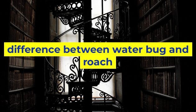 difference between water bug and roach