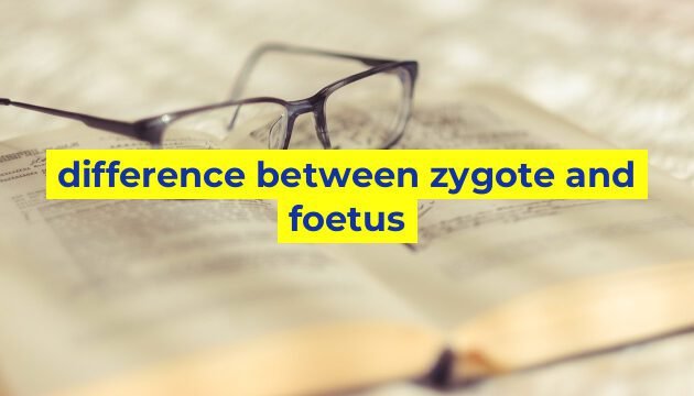 difference between zygote and foetus